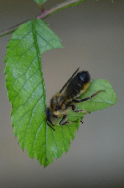 Leaf cutter bees