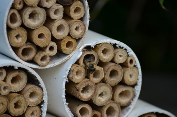 Leaf cutter bees