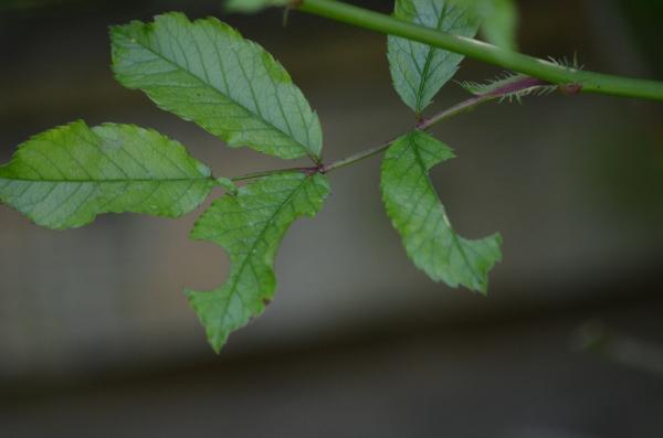 Leaf cutter bees