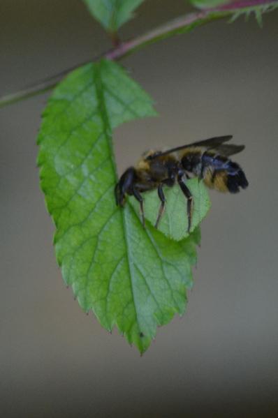 Leaf cutter bees