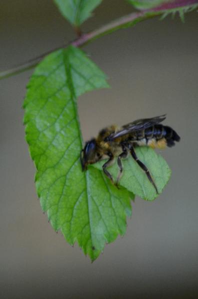 Leaf cutter bees