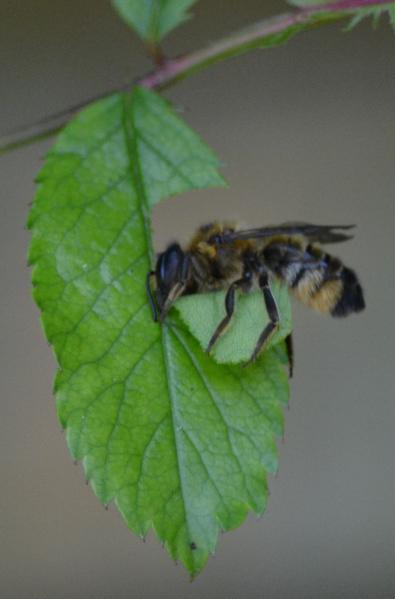 Leaf cutter bees