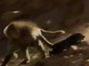 Startling Video Baboons KIDNAPPING Dogs!