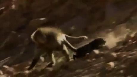 Startling Video of Baboons KIDNAPPING Dogs!