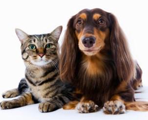 Common Pet Care Mistakes