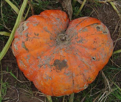 Heart-shaped pumpkin by kirstens_closet on flickr.com