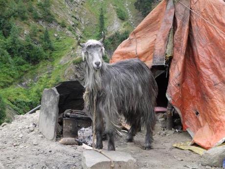 Day 3: Finally, Crossing Sach Pass (4400m)