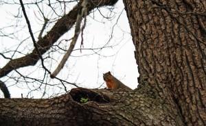 Sambo (Bethesda) Cemetery: Brownsburg, Indiana