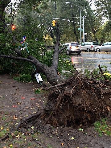 fallen tree.jpg