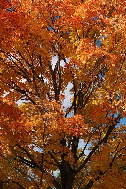 Wilder Pictures: Fall Foliage Pre-Sandy