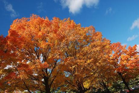 Wilder Pictures: Fall Foliage Pre-Sandy