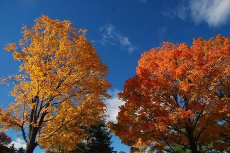 Wilder Pictures: Fall Foliage Pre-Sandy