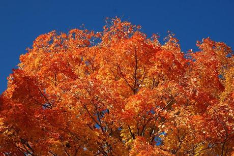 Wilder Pictures: Fall Foliage Pre-Sandy