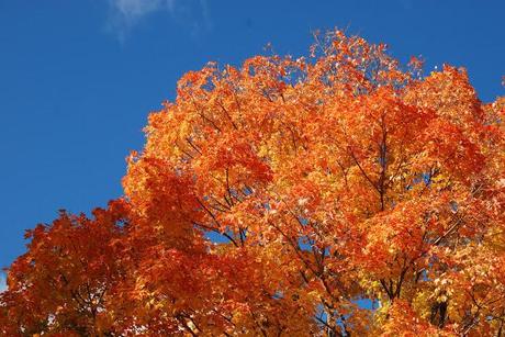 Wilder Pictures: Fall Foliage Pre-Sandy