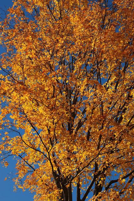 Wilder Pictures: Fall Foliage Pre-Sandy