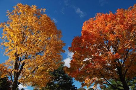 Wilder Pictures: Fall Foliage Pre-Sandy
