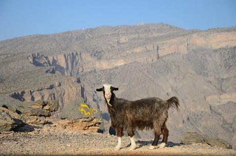 Mountain of the sun - Jebel Shams