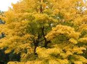 Plant Week: Cladrastis Kentukea