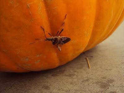 Roasted Pumpkin Seeds Recipe