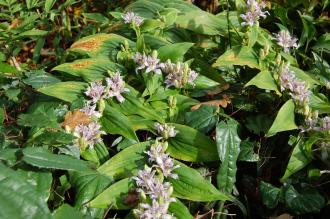 Tricyrtis hirta (20/10/2012, Kew Gardens, London)