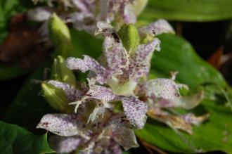 Tricyrtis hirta Flower (20/10/2012, Kew Gardens, London)