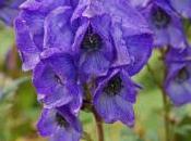 Plant Week: Aconitum Carmichaelii ‘Kelmscott’