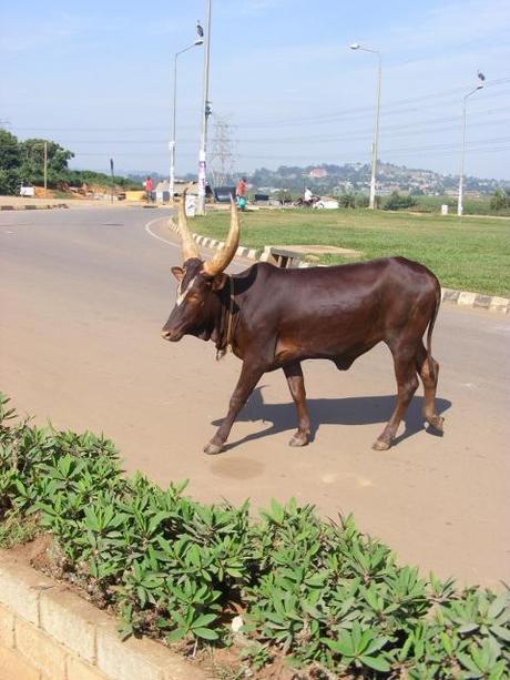 One of the slower moving obstacles to avoid while driving in Kampala