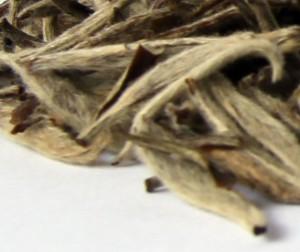 An Overview of White Tea