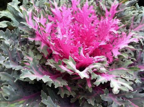 YES spaces garden makeover purple cabbage 22 Days of Grattitude: Create Beauty with an Instant Garden Makeover