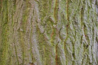 Acer cappadocicum 'Aureum' Bark (20/10/2012, Kew Gardens, London)
