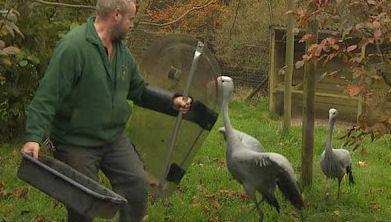 British Zoo Uses Riot Shields Against Aggressive Cranes