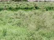 Poisonous Parthenium Grass Covering Agricultural Lands Gaya District Bihar State India.