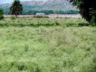 The poisonous Parthenium grass is covering the agricultural lands in Gaya district of Bihar state in India.