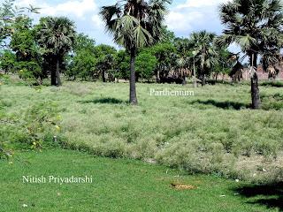 The poisonous Parthenium grass is covering the agricultural lands in Gaya district of Bihar state in India.