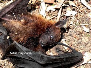 Bats dying in Ranchi city of India.