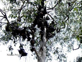 Bats dying in Ranchi city of India.