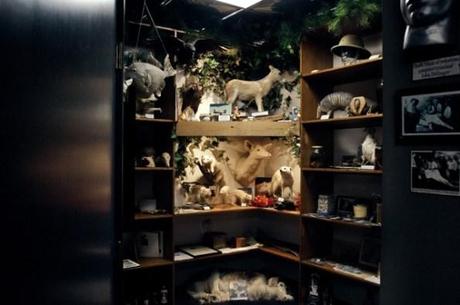 taxidermy, the exhibition list