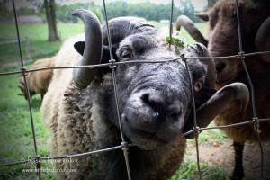 Sheep Street Fibers: Martinsville, Indiana