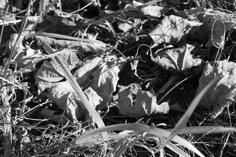 Wilder Pictures: Fall in Black and White