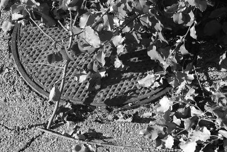 Wilder Pictures: Fall in Black and White