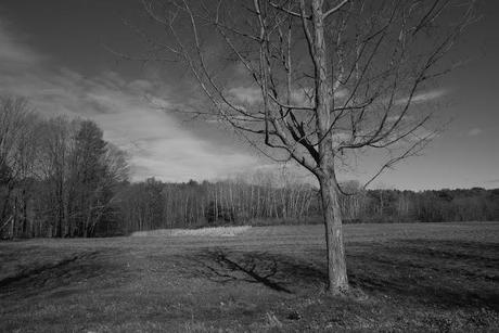 Wilder Pictures: Fall in Black and White