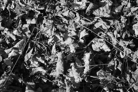 Wilder Pictures: Fall in Black and White