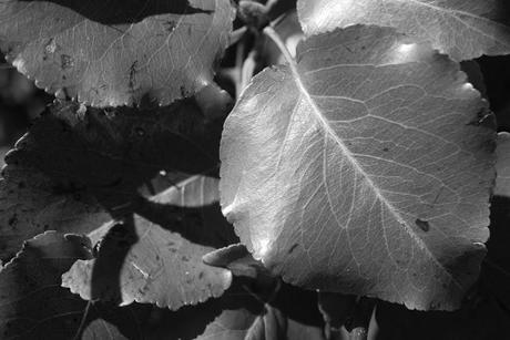 Wilder Pictures: Fall in Black and White