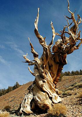 The Oldest Trees On The Planet