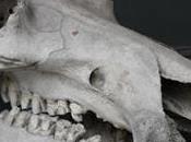 Black Projects Museum Curiosity