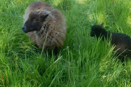 Diane Falck on Growing Wool...