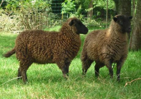 Diane Falck on Growing Wool...