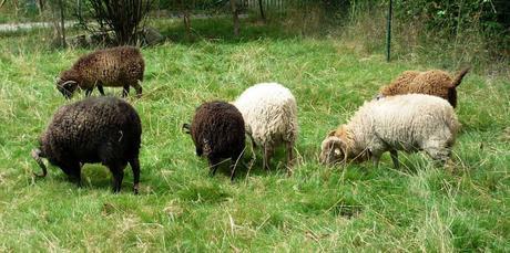 Diane Falck on Growing Wool...