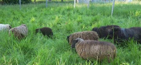 Diane Falck on Growing Wool...