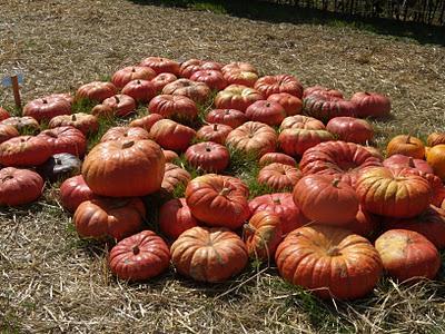 Pumpkin-Palooza - A Visit to the Faulkner Farm Pumpkin Patch